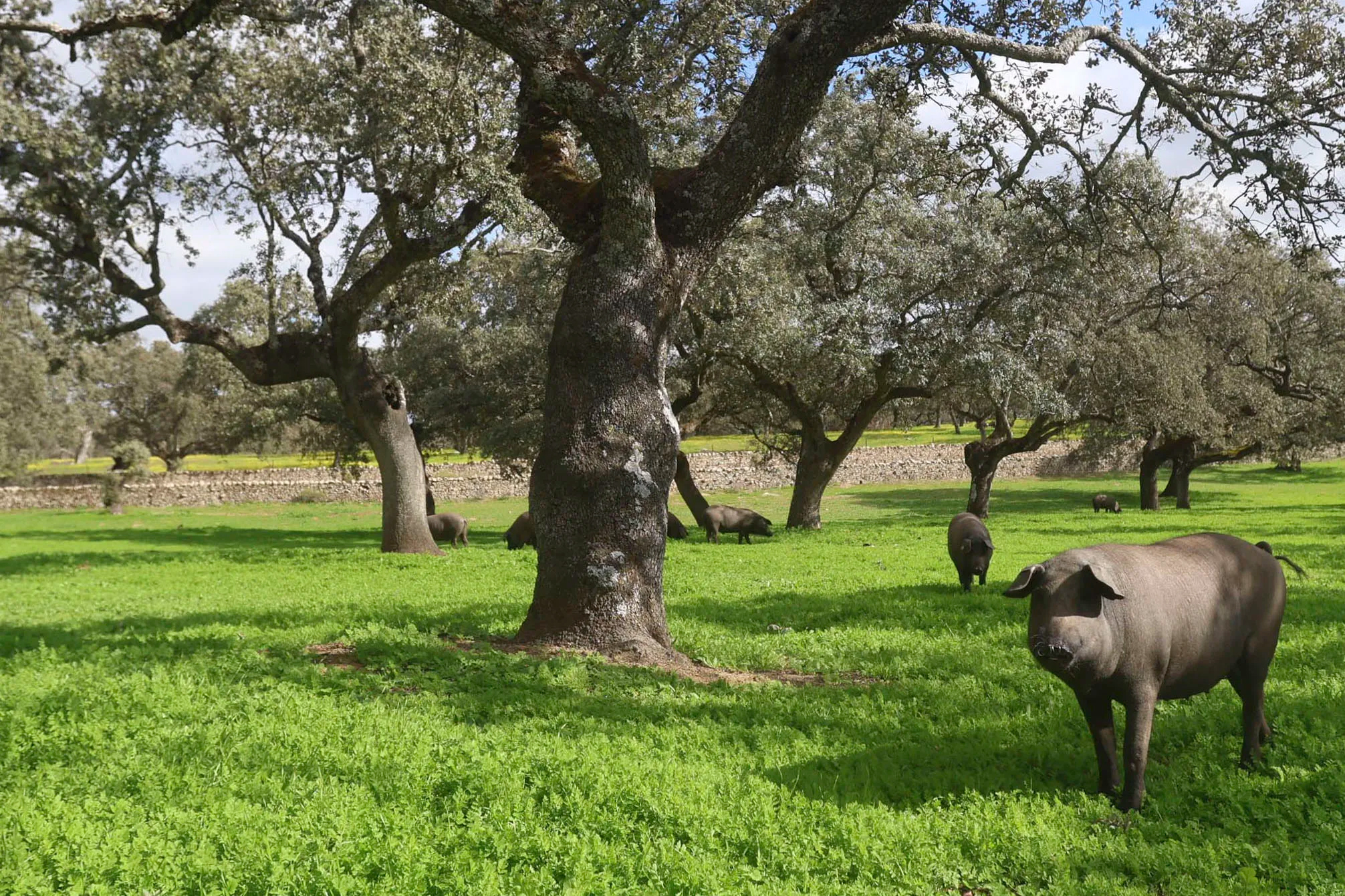 España despliega al ejército para luchar contra el foco de peste porcina africana en Cataluña